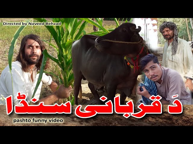 Qurbani | pk vines | sada gul vines | pashto new funny video by Behzad Vines | Behzad TV 2020