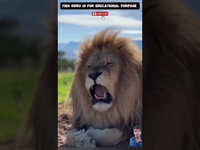 #facts #amazing facts #lion #lion fight #interesting facts #music