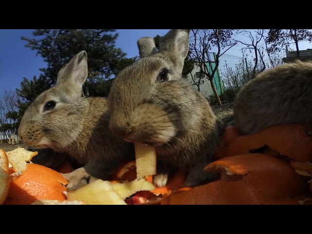 healing 360 VR-rabbit [힐링 360 VR]-토끼