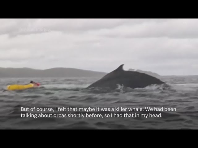 WATCH: Humpback whale swallows kayaker in Chile