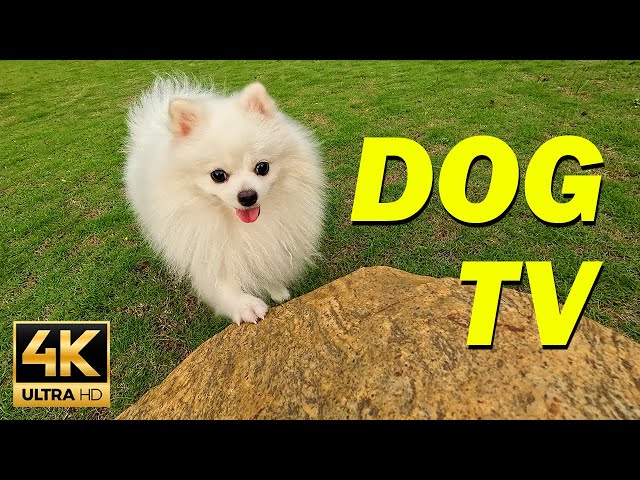 Dog TV for Dogs to Watch 🐕 Relaxing Dog Music & Anti Anxiety Dog Home Alone 🎵 Virtual Dog Walk