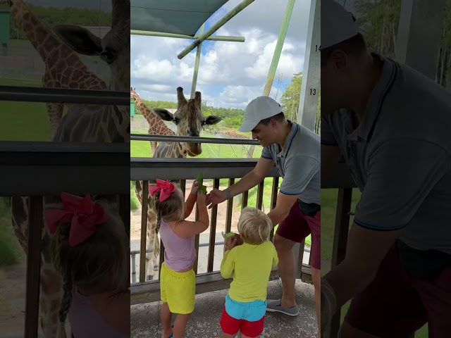 Fun Toddler's activities at Lion Safari park