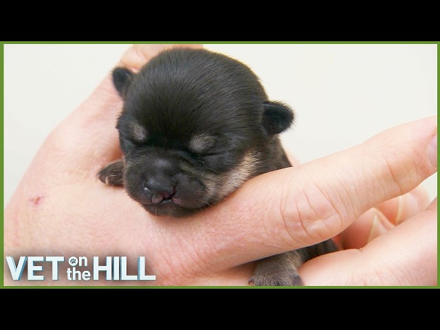 Tiny Chihuahua Pup Can’t Feed Properly 😥| S3 E25 | Vet On The Hill