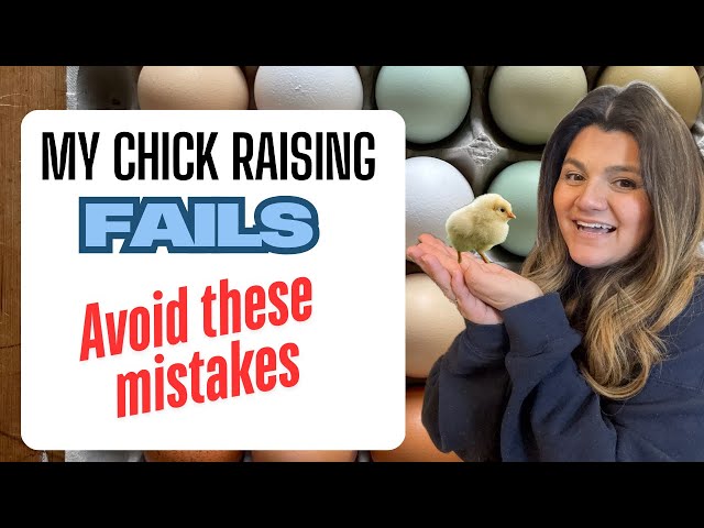 My Chick Raising Fails| What I did wrong and How to Fit It