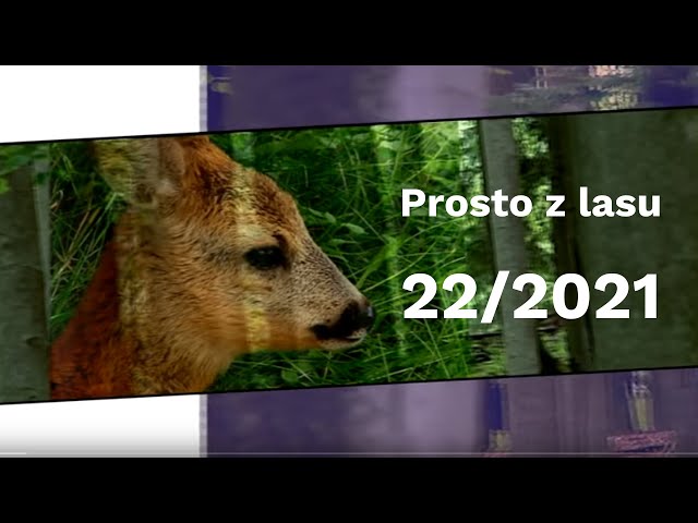 Prosto z lasu |22 2021|