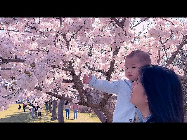 🇨🇦 Toronto's Largest Cherry Blossom Field | 4K HDR