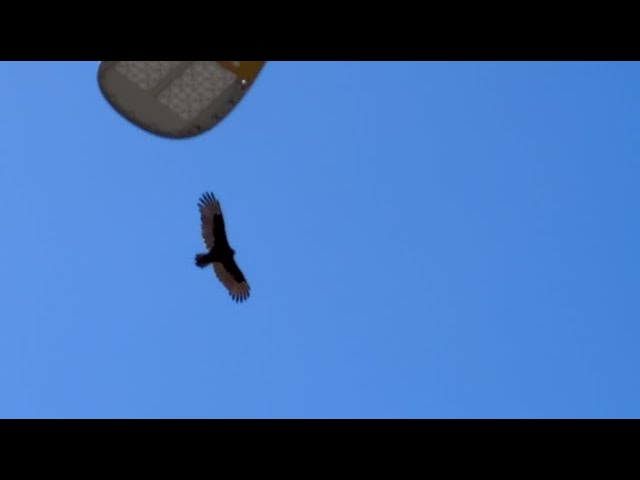 Clever Bird of Prey: Hunting from Above at Noon!