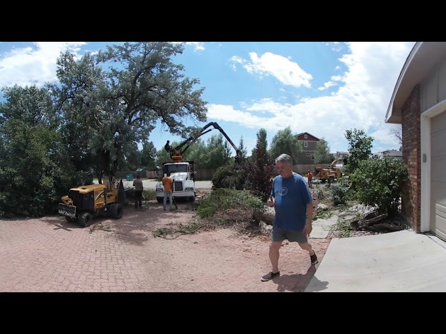 Juniper removal