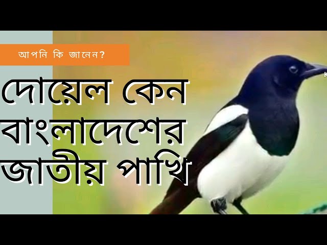 National bird of Bangladesh