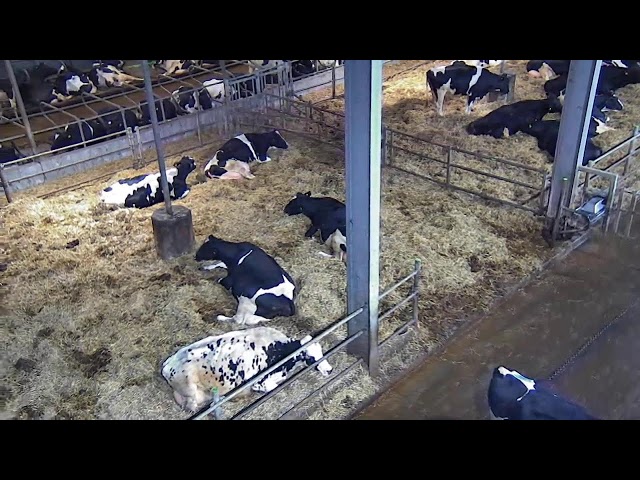 Livestream von Hemme Milch Uckermark