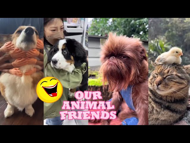 Our animal friends｜🤣Hilarious compilation😄