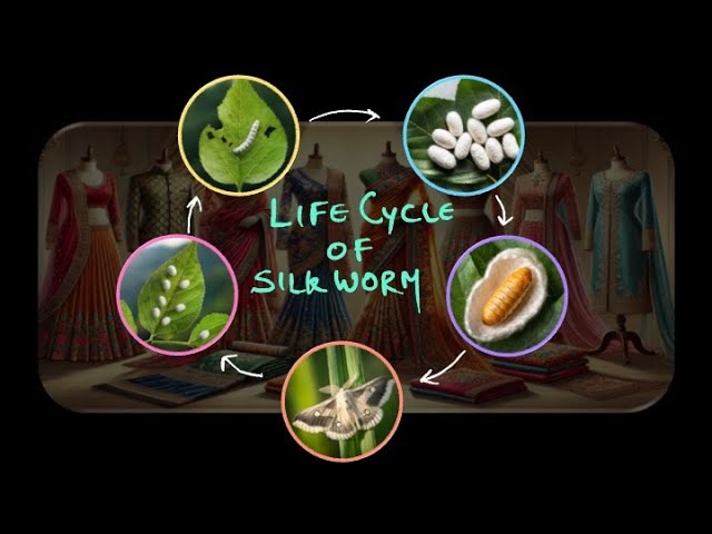 Life Cycle of Silkworm | Middle School Science | Khan Academy