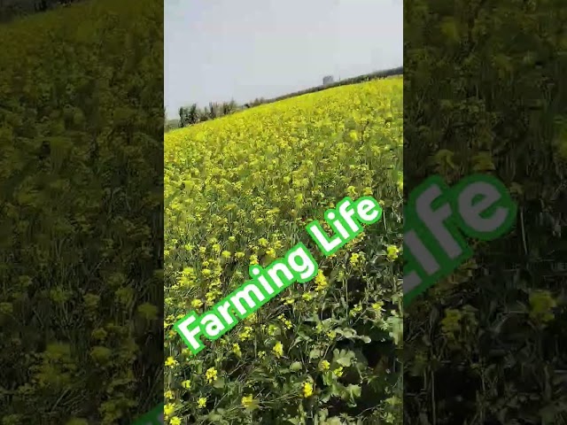 Sarso ke khet me #newsong #dance #song #dj #remix #funny #punjabimusicindustry#adventurevlog#farming