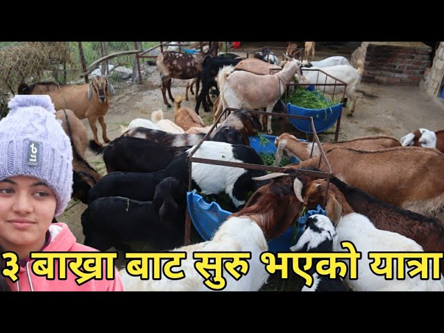 थोरै लगानी र थोरै संख्या बाट सुरु गरिएको बाख्रा पालनको यात्रा||Goat farming in Nepal