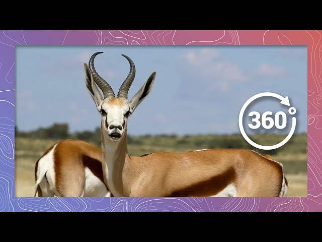 Namibian Water Break for Springbok | Wildlife in 360 VR