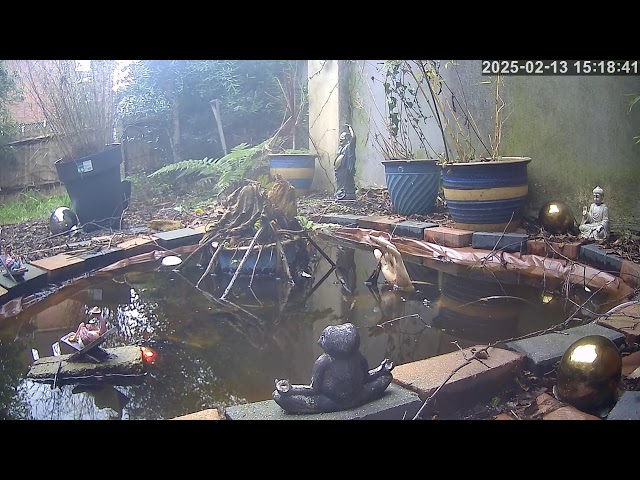 My London Pond