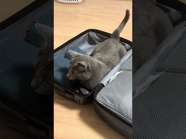 여행가방 지니 Travel suit case Genie #cat #고양이 #drinkingwater #waterconsumption