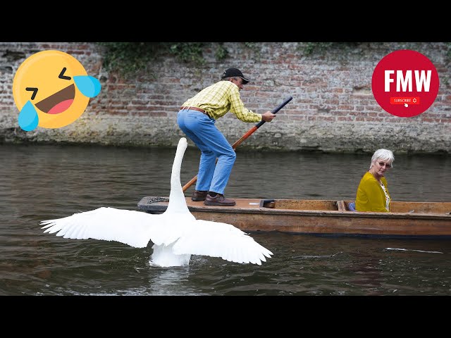 Funny & Hilarious People's Life 😂 #55 - Try not to Laugh | Funny Fails compilation 2024