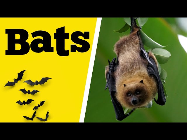 10 Interesting facts about Bats | Bat facts for kids | Educational Videos