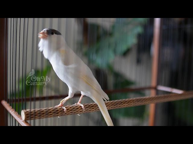 🔴 ▶ Cantar canário faz seu canário cantar - o melhor treinador  - Oh my Canary