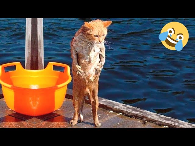 Funny cats videos ever 😹 funny cute cats 😻 Cat fun