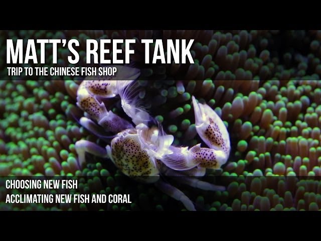 Matt's Reef Tank | Episode 2 | Trip to the Chinese Fish Shop