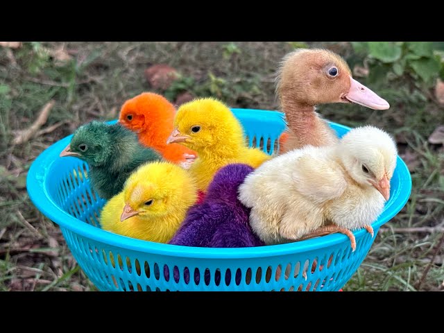 Catch millions of cute chickens, colorful chickens, rainbow chickens, rabbits, ducks, cute animals