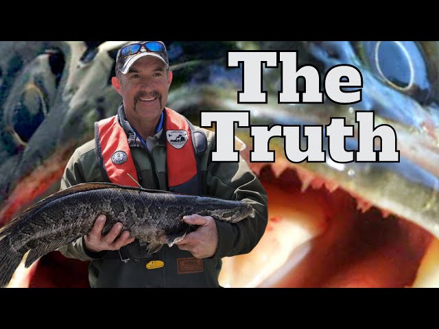 Northern Snakeheads with John Odenkirk of the Virginia Department of Wildlife Resources