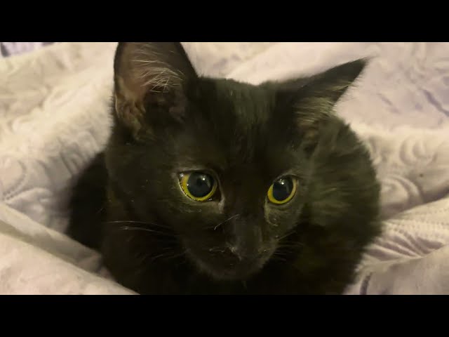 Calici Virus kitten goes Viral? 4k