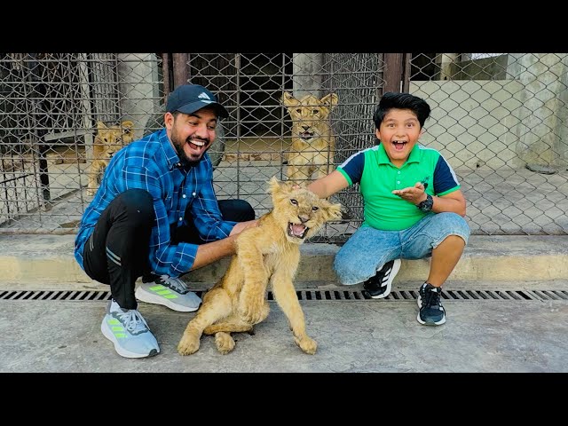 ALHAMDULILLAH Ali ko Lion cub Pasand a gaya 😱 || hmm pr Attack kr deya 😳 ||