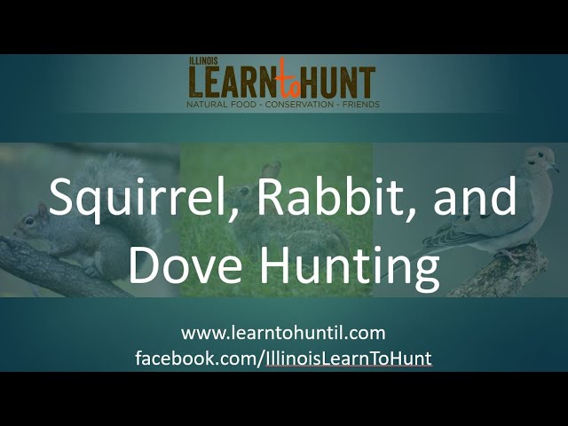 Squirrel, Rabbit, and Dove Hunting