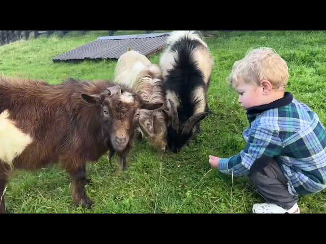 Adorable Baby Boy Introduces His Golden Retriever To Goats! (Cutest Ever!!)