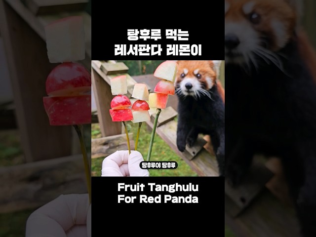 Fruit Tanghulu For Lesser Panda🍎 (from VIVIZ EUNHA)│Everland Red Panda