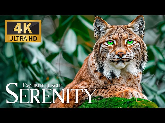 Exquisite Jungle Serenity 4K 🎹 Captivating Wildlife Film with Lulling Piano Melodies 🎧