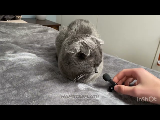 Katzen ASMR👍❤️❤️👍