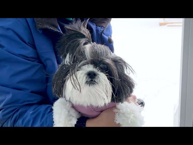 Shih Tzu Has To Go Potty In The Blowing Snow!