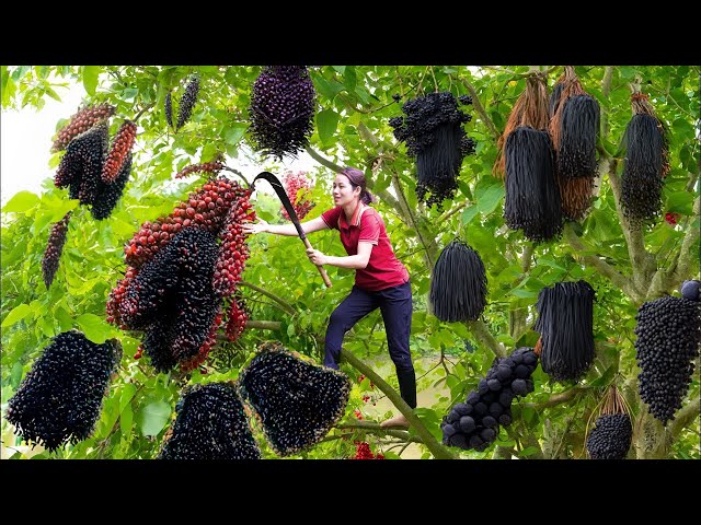 WOMEN Harvesting BLACK FOREST YEAST fruits goes to market sell | special fruit and miraculous uses