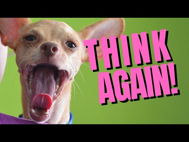 Top 5 Reasons Not to Get a Chihuahua - Dogs 101