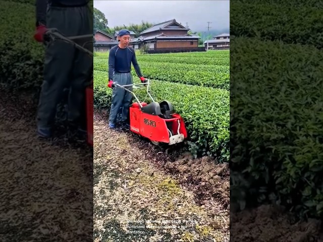 Efficient tea field cultivation- Good tools and machinery can increase work efficiency