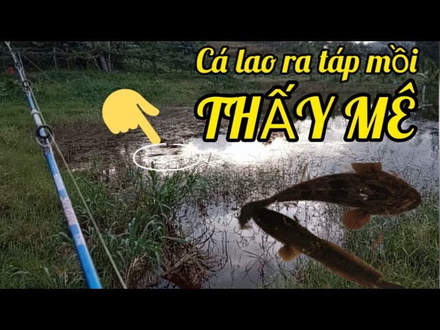 Hành Trình Đi Săn Cá Lóc (Tập 4) |The journey to hunt snakehead fish (episode 4)#câulure #fishing