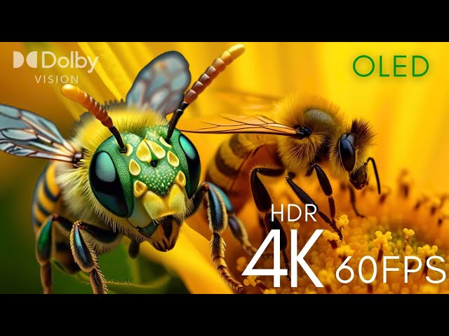 The Most Beautiful 4K HDR Video | Stunning Nature in Ultra HD 60FPS 🎥🏝