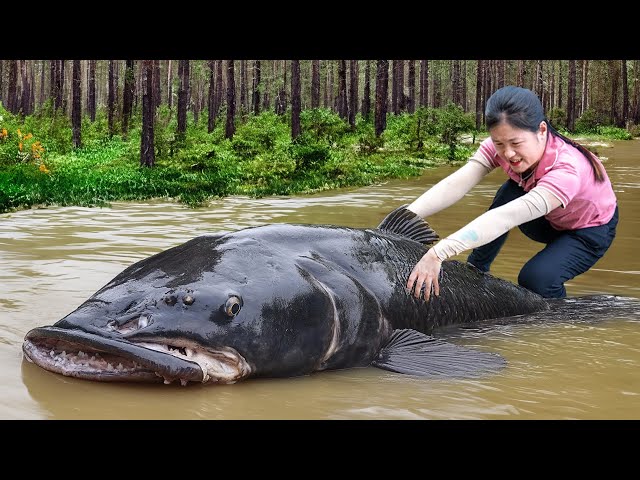 Harvesting  Giant River Species in River to sell - Survival Fishing, Traps Fish, Catch Fish