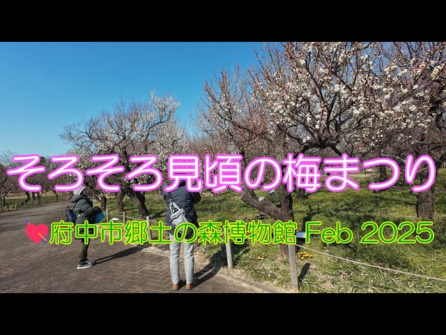 そろそろ見頃の梅まつり💘府中市郷土の森博物館 Feb 2025 The plum Festival is almost in full bloom at Fuchu City Local