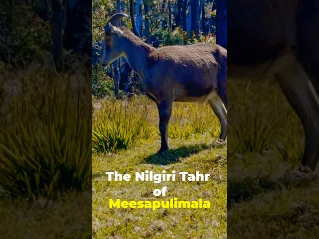 Nilgiri Tahr | Endangered | Rare animal #eravikulamnationalpark #nilagiri #animals #endemicspecies