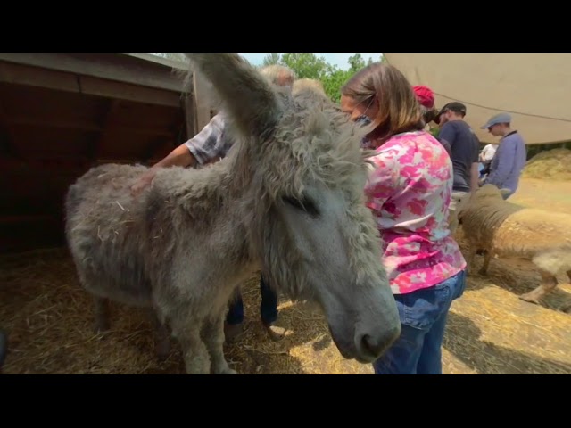 Star Gazing Farm Animal Sanctuary Tour 3D 180 VR