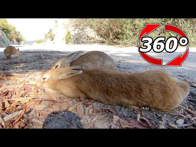 VR 360° | There was a melted rabbit who had no intention of waking up.