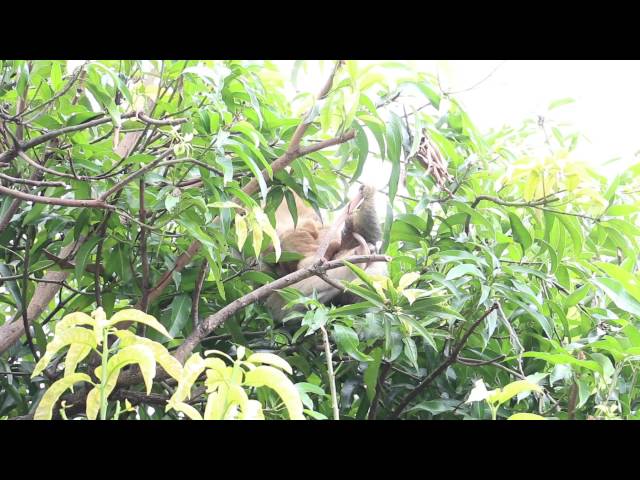 Two-Toed Sloth in Akira Reserve, Manuel Antonio, Costa Rica