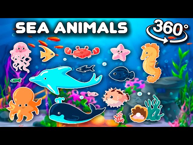 Sea Animals | Learn sea animals names and play in 360° VR | English Vocabulary