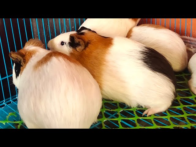 Hi genipeg #guinea pig swarm#genipeg#guineavale, #guineapig