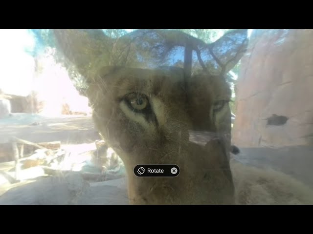 lioness Tries attacking my camera through the glass, so thankful for glass